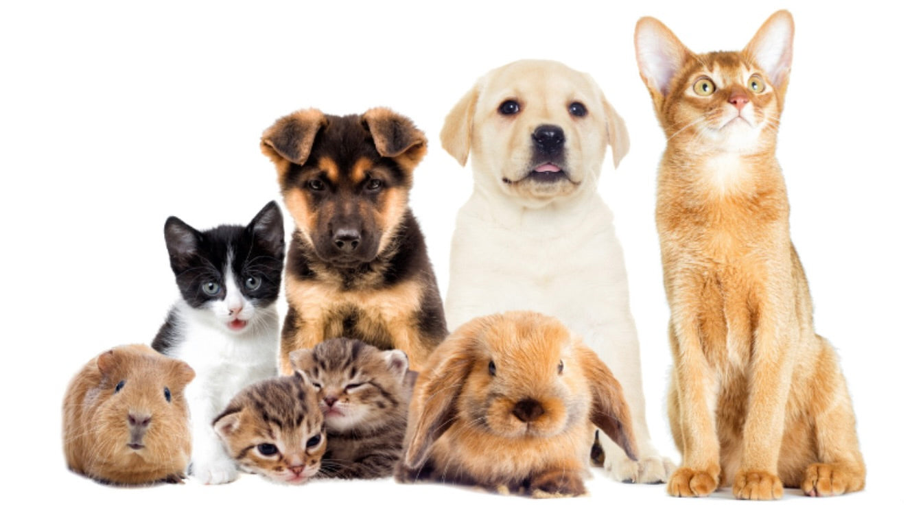 Smart Finds - Pet Care