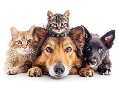Smart Finds - Pet Care